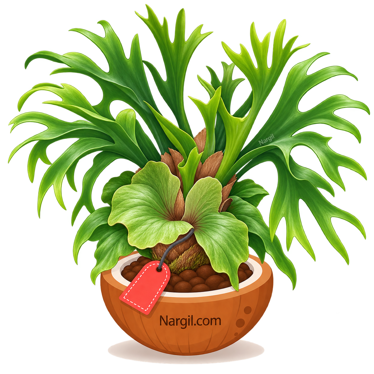 Nargil_Platycerium Grande